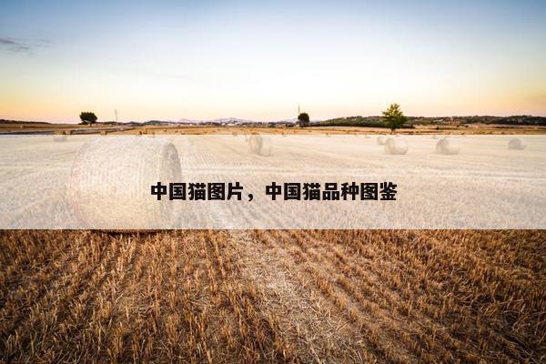 中国猫图片，中国猫品种图鉴