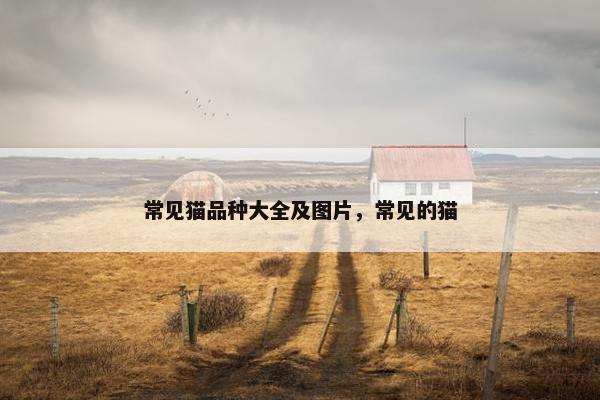 常见猫品种大全及图片，常见的猫