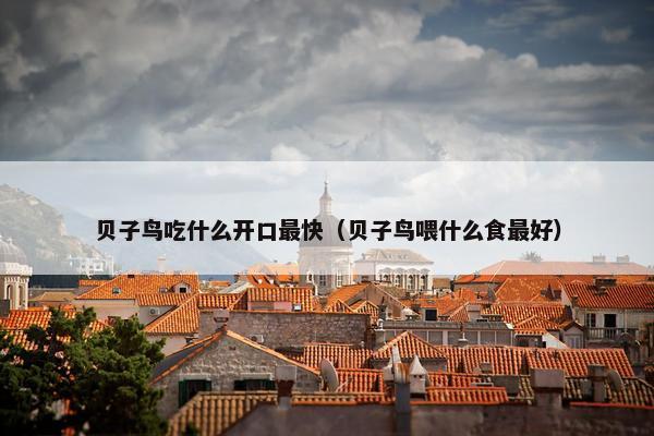 贝子鸟吃什么开口最快（贝子鸟喂什么食最好）